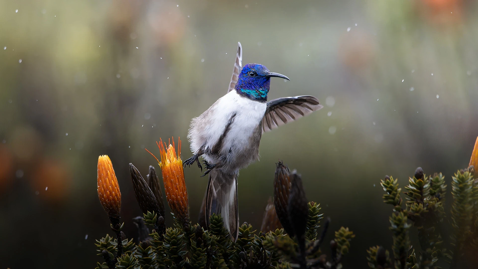 Migratory birds at dawn over wetlands