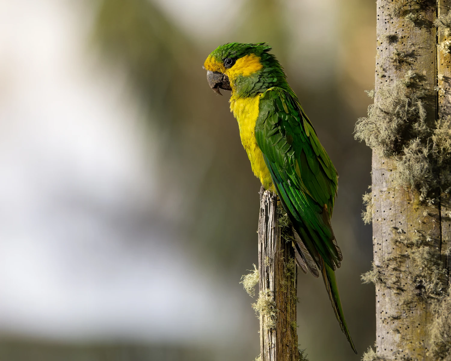 Mountain spine crossing 1