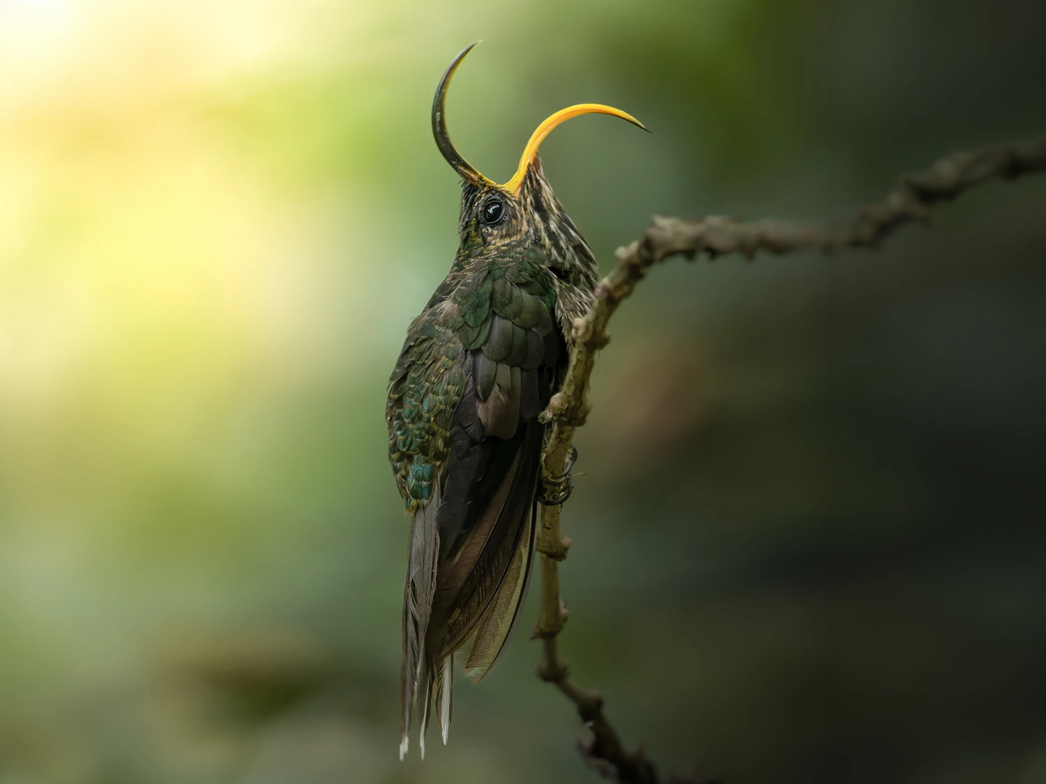 Mountain spine crossing 2