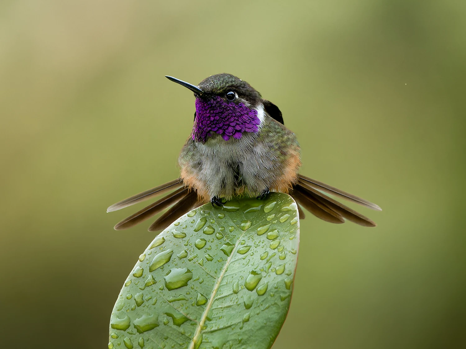 Mountain spine crossing 3