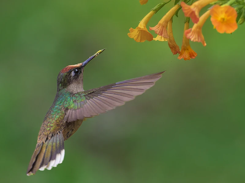 Mountain spine crossing 4
