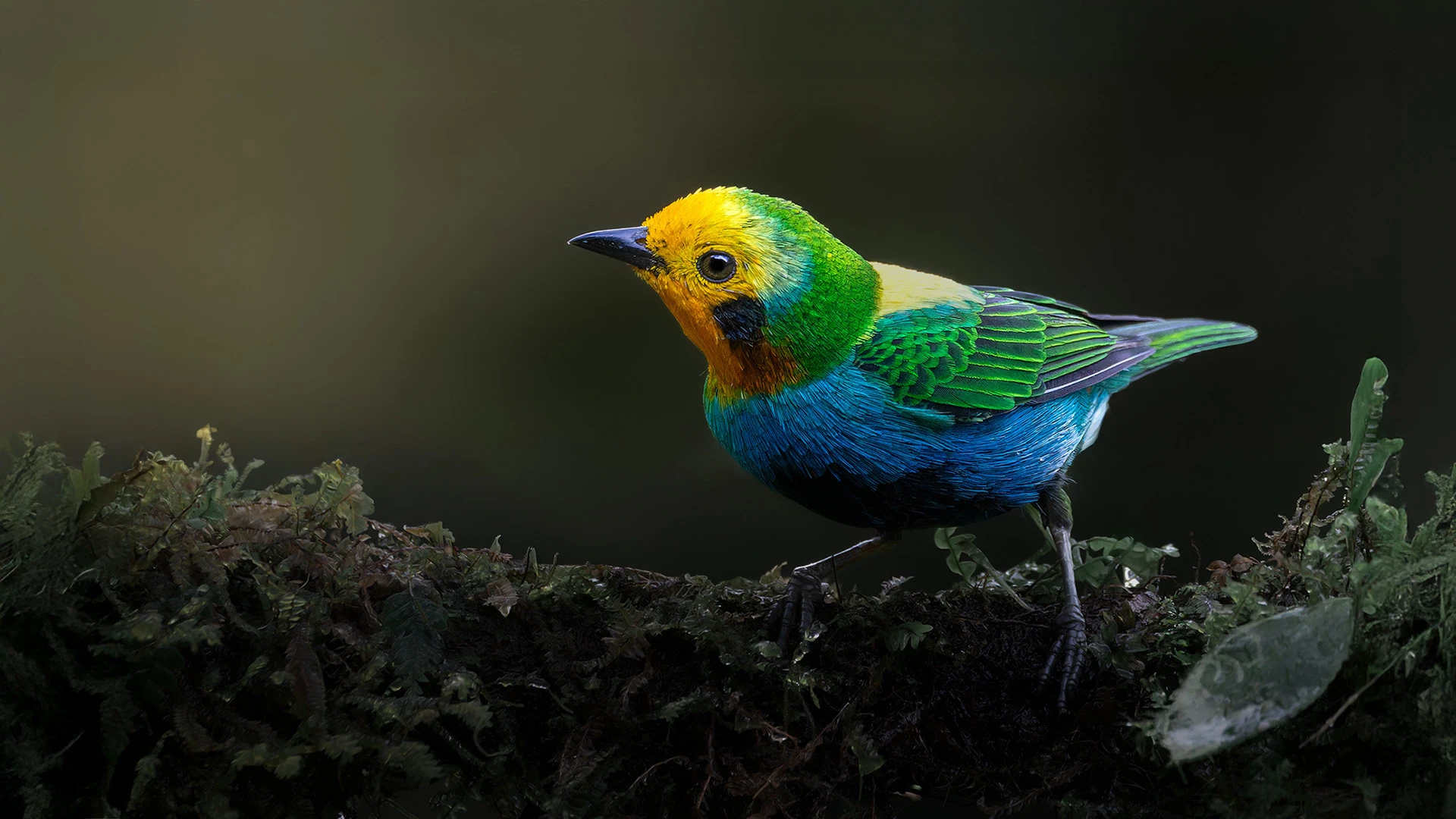 Andes cloud forest landscape