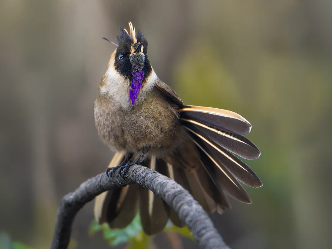 High elevation páramo landscape 1