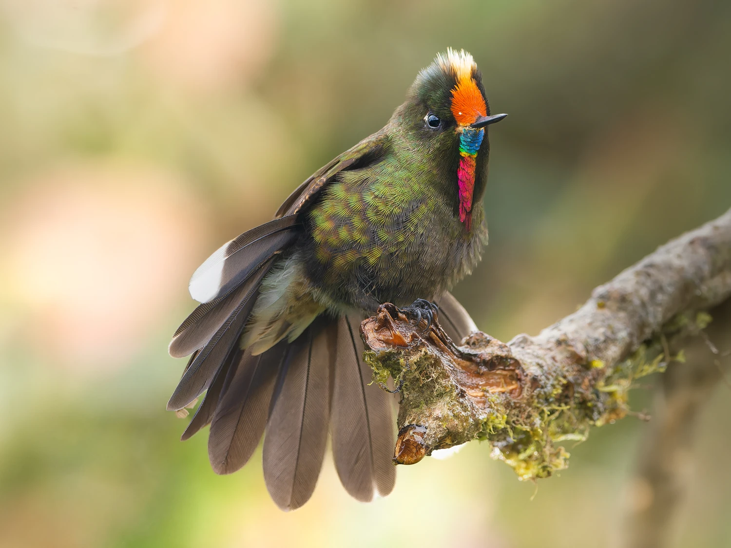 High elevation páramo landscape 2