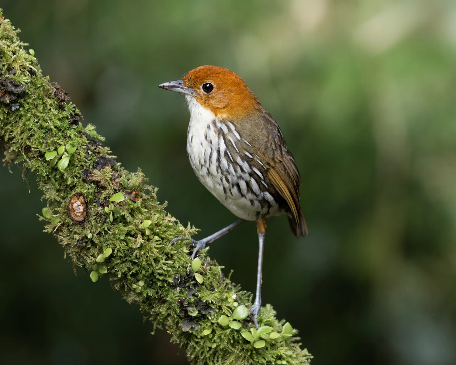 High elevation páramo landscape 4