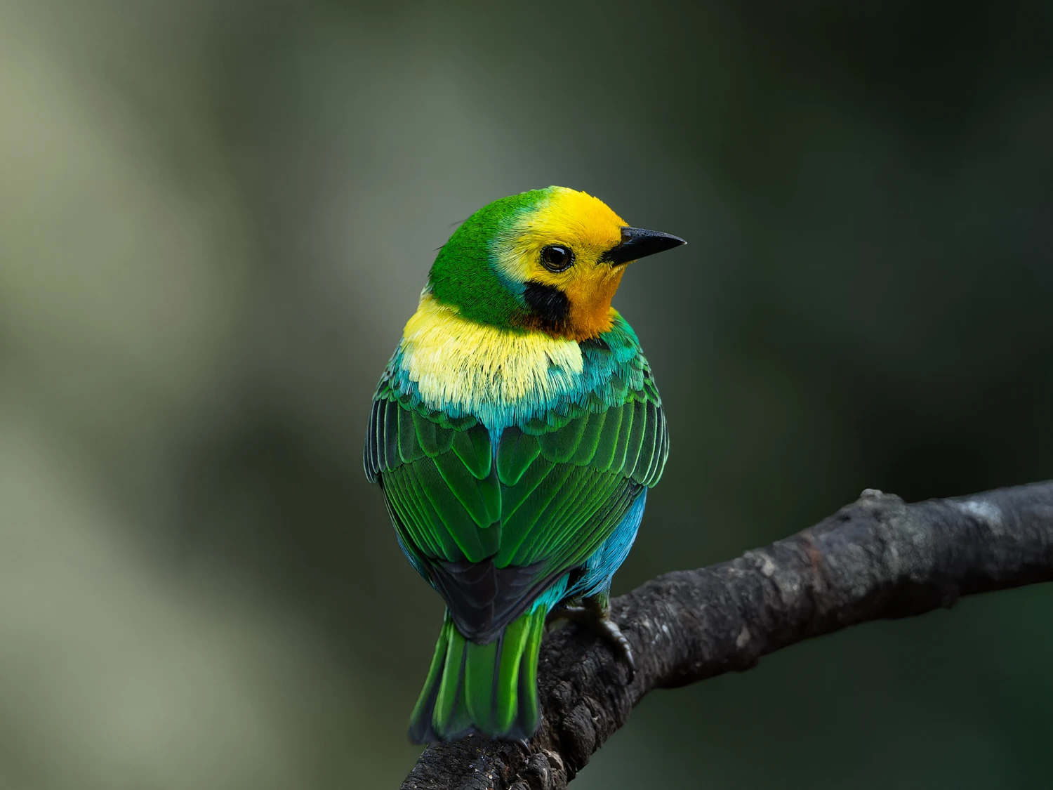 Western slopes cloud forest 1