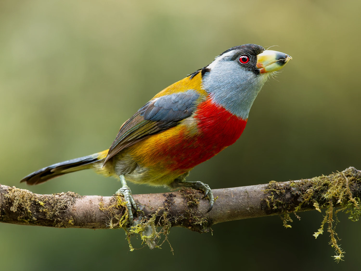 Western slopes cloud forest 2
