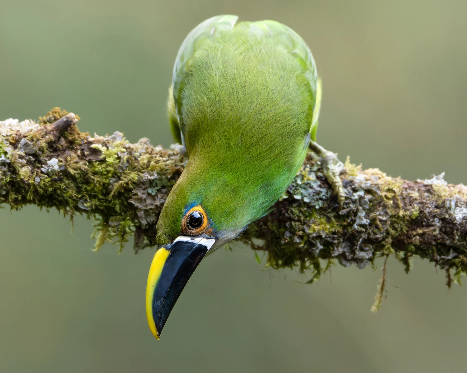 Western slopes cloud forest 3
