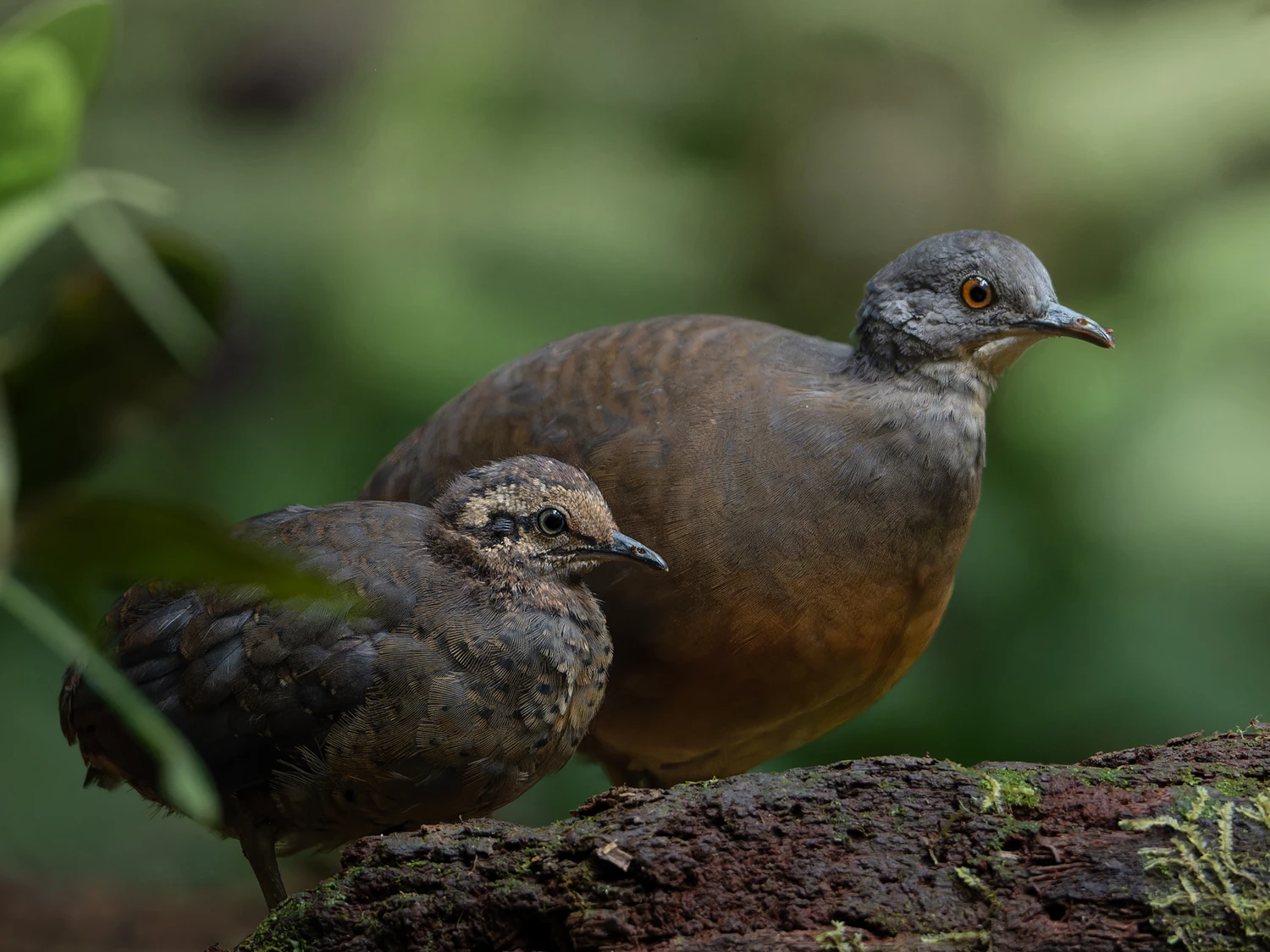 Western slopes cloud forest 4