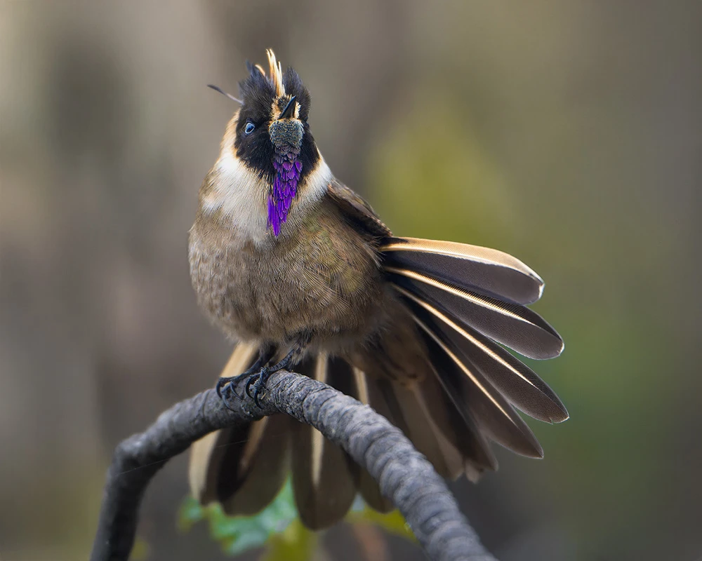 Andes cloud forest territory