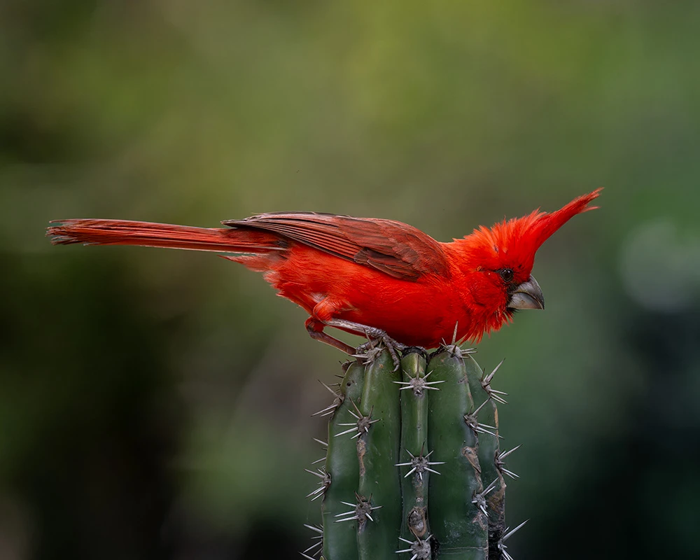 Pacific coast rainforest territory