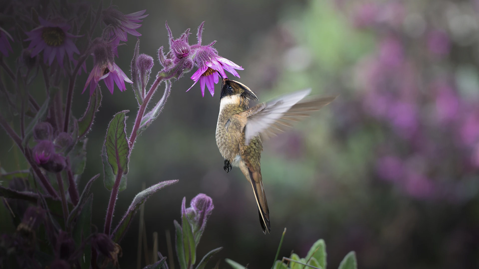 Bird photography in Colombia's natural territory