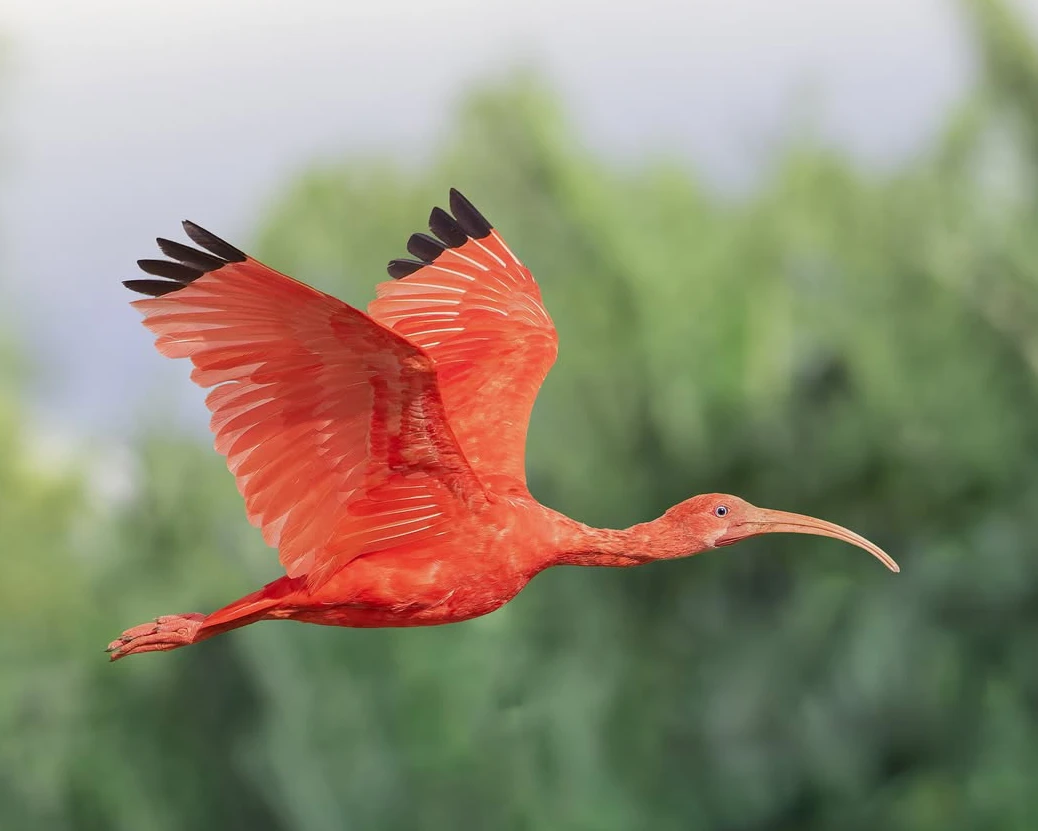 Llanos savanna territory