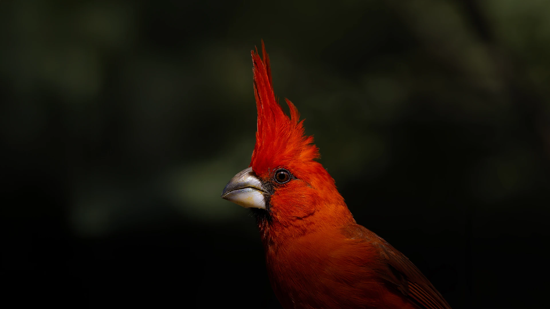Colombian cloud forest landscape at dawn