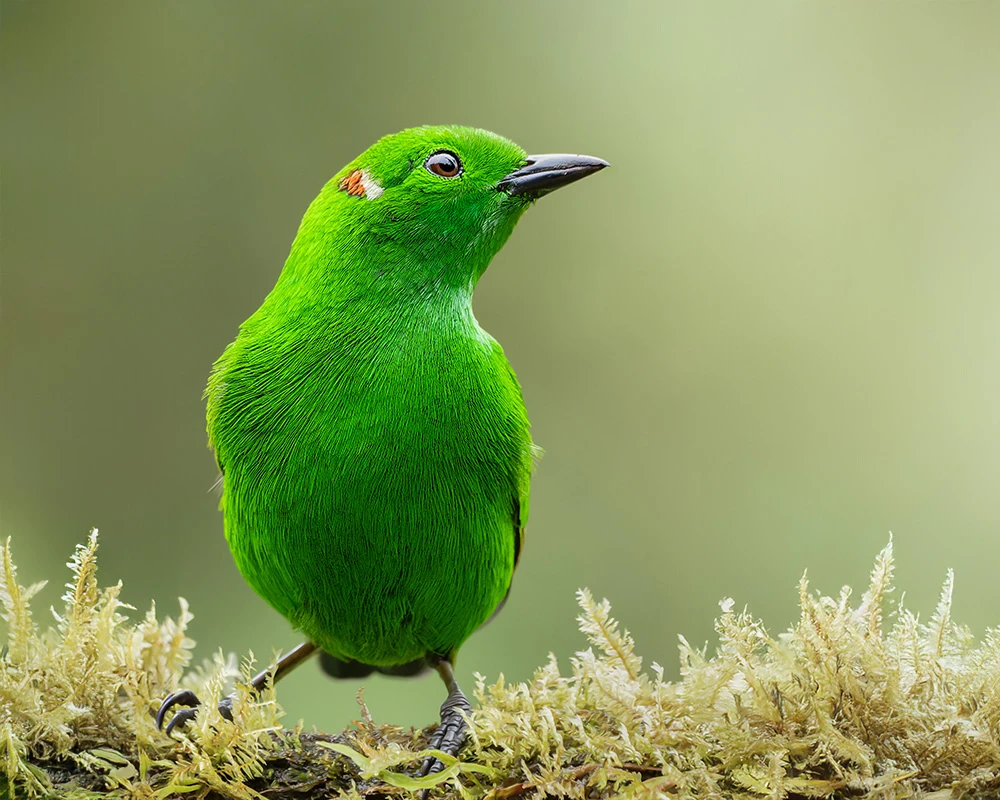 Recursos digitales de fotografía