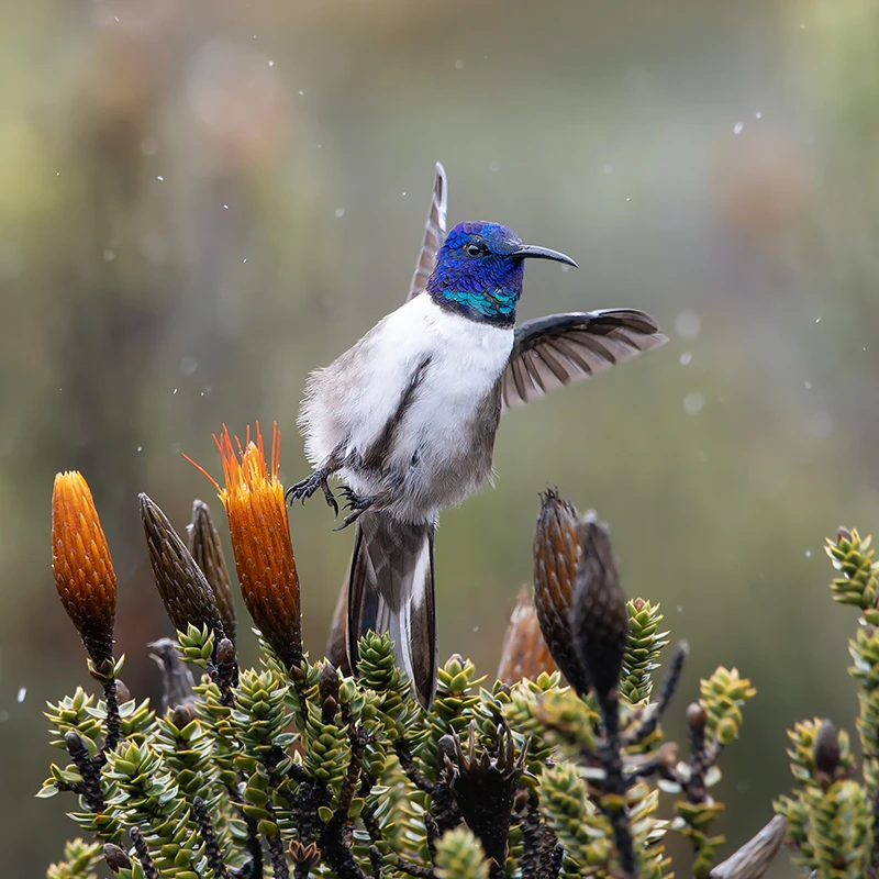 Nature photography in action