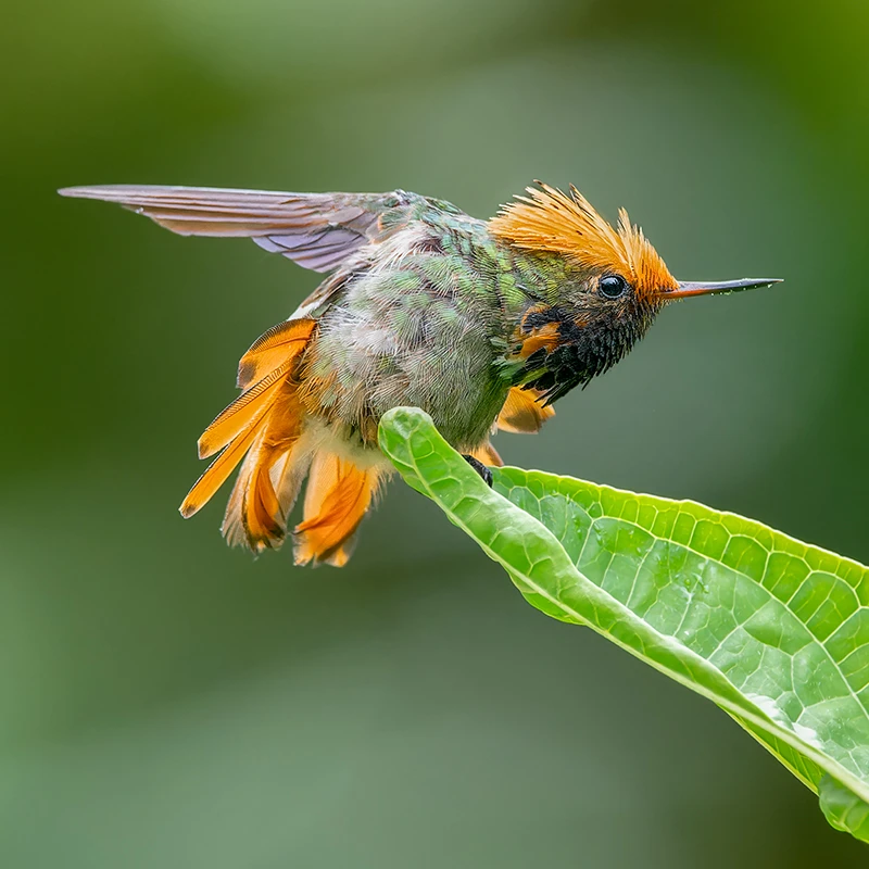 Wildlife in Colombian natural habitat